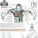Кроссовер — упражнение для грудных мышц