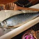 Сайда: польза и вред тресковой рыбки